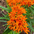 2 Milkweed Live Plants 4–7 Inches Tall, Milkweed Flowering Plants for Garden Beds, Borders or Landscape (Orange Milkweed)