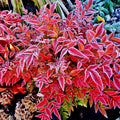 2 Nandina Shrub for Planting, Nandina Live Plants, Nandina Bush in 2.5" Pot