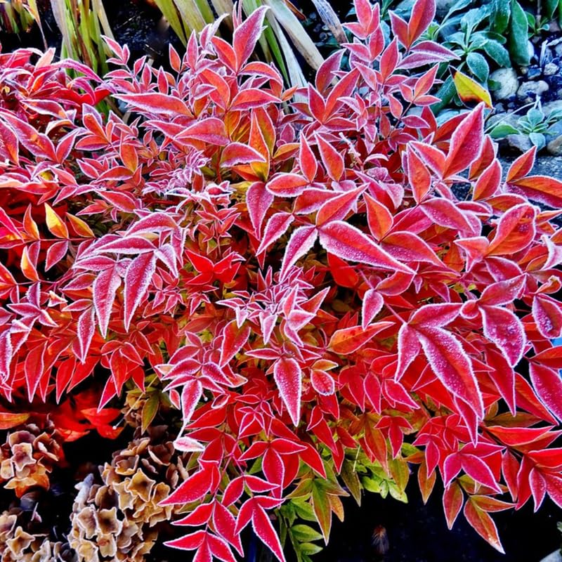 2 Nandina Shrub Live Plants, Ornamental Landscape Bush, 2.5 Inch Pot