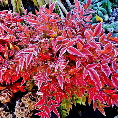 2 Nandina Shrub for Planting, Nandina Live Plants, Nandina Bush in 2.5" Pot