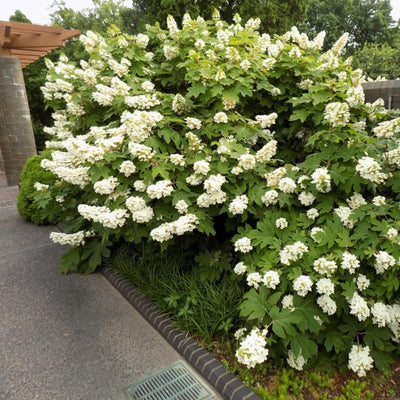Hydrangea Live Plant in 2.5 Inc Pot, Hydrangea Tree Shrub Bush Perennial Outdoor Planting, Change Color Each Season (White Oakleaf)