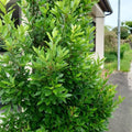 Laurus Nobilis Bay Leaf Tree Live Plant, Bay Leaf Plant for Gardening Laurel Plants Live from 7 to 9 Inc Long