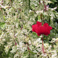 Hardy Hibiscus Plants Live Well-Rooted, Snow Flowers Hibiscus Tree Live Plant for Outdoor Full Sun Spring Planting, 5-9" in Tall, Perennial Growing