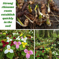 10 Assorted Trillium Bulbs, Perennial Flower Bulbs, Trillium Bulbs for Growing Outdoors Indoors