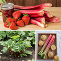Red Rhubarb Plant for Planting, Rhubarb Root Plant, Cold Hardy Perennial Vegetable, Bare Root, 4-6 Inc, Indoor Outdoor Growing