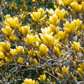 Magnolia Tree Live Plant for Planting, Magnolia Flowers Bush 6 to 12 Inches Height, in Pot, Fragrant Magnolia Shrub (Yellow Bird Magnolia)