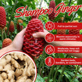6 Fresh Shampoo Ginger Rhizomes, Red Pinecone Ginger Root, Zingiber Zerumbet Hardy Perennial for Planting in Garden