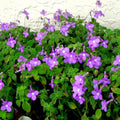 Pack of 4 Concord Blue Streptocarpella Plants Live, Common Flowers Starter Size 4-6", Streptocarpus False African Violet, Ladyslipper Primose Indoor Outdoor Planting