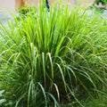 8 Lemongrass Live Plants, Fully Rooted Lemongrass Stalks, Drought-Tolerant, Fragrant Herb for Outdoor Garden