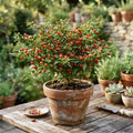 Chiltepin Pepper Live Plants, Hot Chili Pepper Plant, 4-7 Inch Tall in Pot