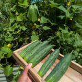 Live Marketmore Cucumber Plant, 4-6" Tall