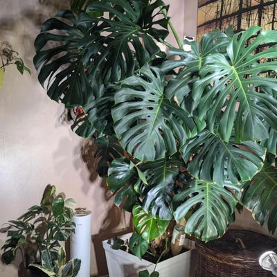 Monstera Plant Live in 4'' Pot, Swiss Cheese Live Plant for Home and Office Decoration, Live Houseplant, 5-7 Inc Tall