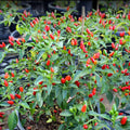 Chiltepin Tepin Bird Pepper Plant Live in 2.5 Inch Pot for Planting Outdoor