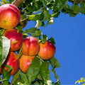 Peach Live Plant, Grafted Peach Plant 1 Feet Tall, Fruit Tree Well-Rooted for Planting (Red Gold)