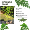 2 Moringa Trees Live Plants, Malunggay Drumstick Horseradish Tree, Moringa Oleifera 6"-8" Tall for Planting