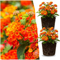 2 Bright Orange Lantana Plants Live Trees, Ready to Bloom, Hardy Long Blooming Seasons, Vibrant Colorful Perennial Fragrant, 5-10" in Tall, Full Sun Growing