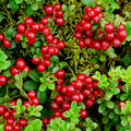Red Lingonberry Plant, Live Red Lingonberry Starter Plant, Live Lingonberry Bush Plants, 4 to 6 Inch Tall
