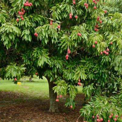 Lychee Tree Live Plant, 5 to 8 Inc Tall, Lychee Fruit Tree for Gardening Outdoor