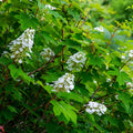 White Hydrangea Bush Plant Tree Live Shrub in Pot, Starter Plant 4 to 9 Inches, Hydrangea Tree, Dormant, Change Color Blooms