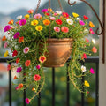 4 Moss Rose Plants Live in 4'' Pot, 4-8 Inches Tall, Random Moss Rose Portulaca Plants, Perennial Ground Cover, Vibrant Blooms for Garden Beds, Outdoor Planting
