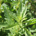 Epazote Plant Live, Epazote Herb Plant in 4 Inch Pot, Culinary Epazote for Indoor Outdoor Gardens
