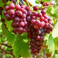 Red Grape Vine, Cold Hardy Grape Tree Live Plant, 1-2 Year Old, Sweet Fruit Trees