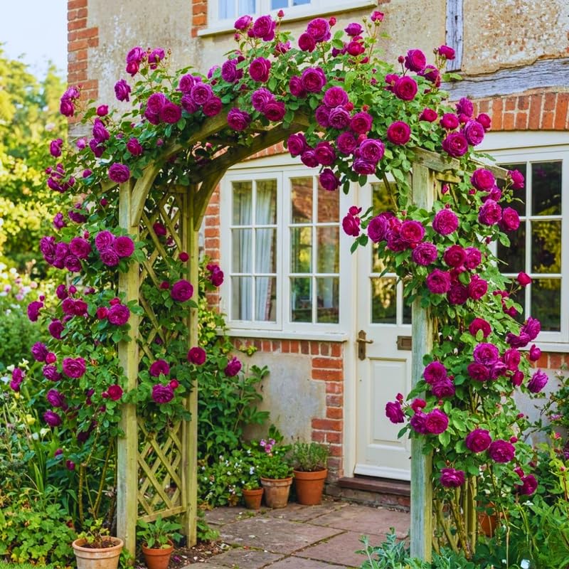 Climbing Roses Live Plant, Climbing Rose Plant Live, 5 to 7'' Tall, Fragrant Flower Bush Plants for Gardening (Purple)