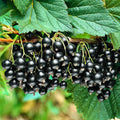 Black Currant Bush Live Plant, Black Currant Plant Live for Planting Sweet Current Shrub 1 Year Old, Currant Berries