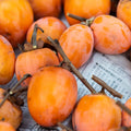 Persimmon Tree Live Plant, High-Yield Persimmon, 2 Ft Tall