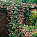 Fragrant Pink Yellow Climbing Honeysuckle Plant Live Vine, Lonicera Perennial Honeysuckle Plants 5 to 9 Inches Tall