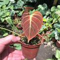 Philodendron Plant in 4 Inch Pot, Tropical Indoor Houseplant, Easy Care Foliage Plant for Home, Office, or Patio (Velvet Philodendron)
