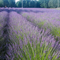 2 Phenomenal Lavender Live Plants, Fragrant Lavender Flowering Herb Plants, 4-8" Tall, Well Rooted for Gardens, Containers and Landscaping