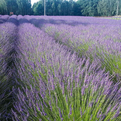 2 Phenomenal Lavender Live Plants, Fragrant Lavender Flowering Herb Plants, 4-8" Tall, Well Rooted for Gardens, Containers and Landscaping