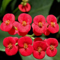 Crown of Thorns Plant, Red Euphorbia Milii Crown of Thorns Plant, Cactus Plant Live in 4 Inches Pot, Live Cactus Plant Indoor