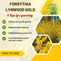 Forsythia Plant Live, Lynwood Forsythia Bush Live Plant in 4 Inches Pot, Yellow Flowering Shrub for Outdoor Garden, 4 to 7 Inches Tall