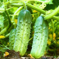 2 Cucumber Plants Live, Live Green Cucumber Plants, 3 to 5 Inches Tall, 4 Inches Pot, Cucumber Live Plants, Cucumber Seedling Plants for Growing