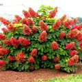 Rare Pink to Red Oakleaf Hydrangea Bush Plant Tree Live Shrub in Pot, Starter Plant 4 to 9 Inches, Hydrangea Tree, Dormant, Change Color Blooms