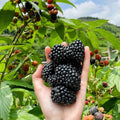 Triple Crown Thornless BlackBerry Plants Live for Planting, 8 Months Old BlackBerry Fruit Tree for Growing Outdoor, High Yielding, Dormant in Winter