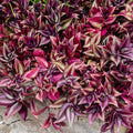 Purple Wandering Jew Live Plant Indoor 4 Inc Pot, Tradescantia Live Plant, Rare Wandering Jew Plant, Wandering Jew Live House Plant