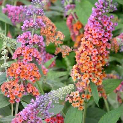 Bicolor Butterfly Bushes Plant, Butterfly Flowers Starter Plant, Cut Back Dormant, 3 to 6 Inch Tall for Butterfly Bushes, Fragrant Flowers for Garden