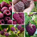 2 Raspberry Plants Live for Planting, Raspberry Trees Live Plants 4 to 9 Inches Tall, Sweet Berry Fruits Seedlings (Glencoe Thornless Raspberry)