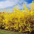 Lynwood Gold Forsythia Plant Live, Yellow Forsythia Shrub Golden Bells, Hardy Forsythia Tree for Landscaping, 5-6 Inch Tall, Live Plant in 4'' Pot, Well-Rooted