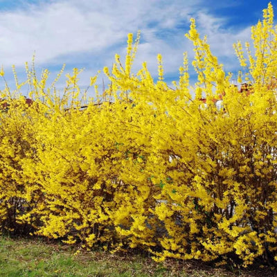 Lynwood Gold Forsythia Plant Live, Yellow Forsythia Shrub Golden Bells, Hardy Forsythia Tree for Landscaping, 5-6 Inch Tall, Live Plant in 4'' Pot, Well-Rooted