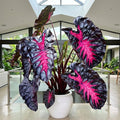 2 Colocasia Live Plants, Alocasia Elephant Ear Live Plant for Growing, 4-6" Tall, Cold Hardy, Indoor Outdoor Planting (Black Red)