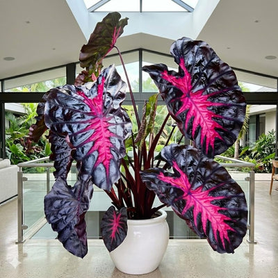 2 Colocasia Live Plants, Alocasia Elephant Ear Live Plant for Growing, 4-6" Tall, Cold Hardy, Indoor Outdoor Planting (Black Red)