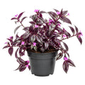 Tradescantia Plant Live 4'' Pot, Variegated Wandering Jew, Tradescantia Hanging Vine, Indoor Houseplant for Planting (Purple Wandering Jew)