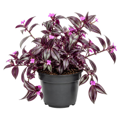 Tradescantia Plant Live 4'' Pot, Variegated Wandering Jew, Tradescantia Hanging Vine, Indoor Houseplant for Planting (Purple Wandering Jew)
