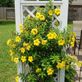 Set 2 Dwarf Allamanda Plants Live, 4-6 Inc Tall, Tropical Flowering Shrub, Yellow Blooms, Allamanda Plant for Patio, Trellis or Outdoor Garden