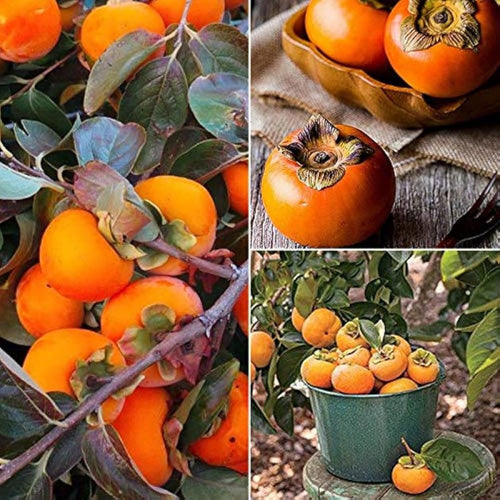02 Persimmon Fruit Trees Live Plants Seedlings, 8" to 16" Well-Rooted, Zones 5 to 9, Winter Hardy, Outdoor Planting