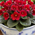 Red African Violet Plant Live, 4 Inch Pot, Indoor Flowering Plant
